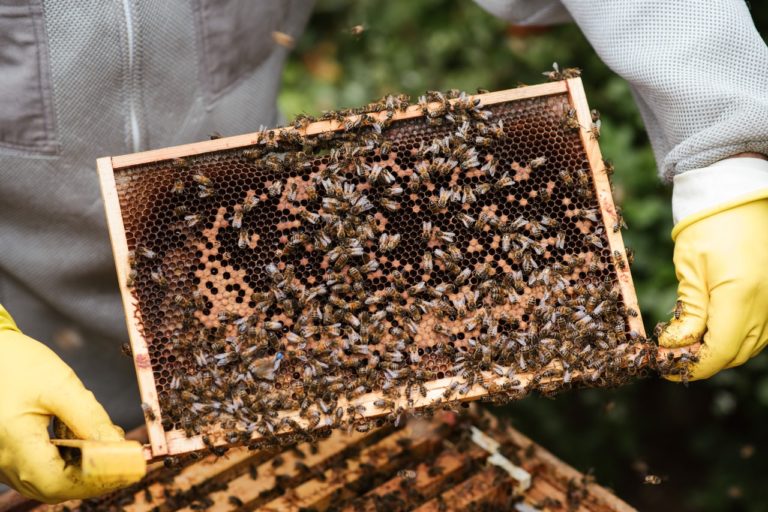 Prawdziwy miód od pszczelarza - Dlaczego warto go wybierać?